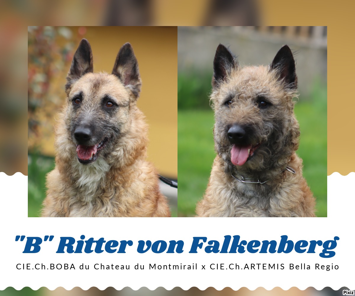 B vrh - Ritter von Falkenberg - Laekenois