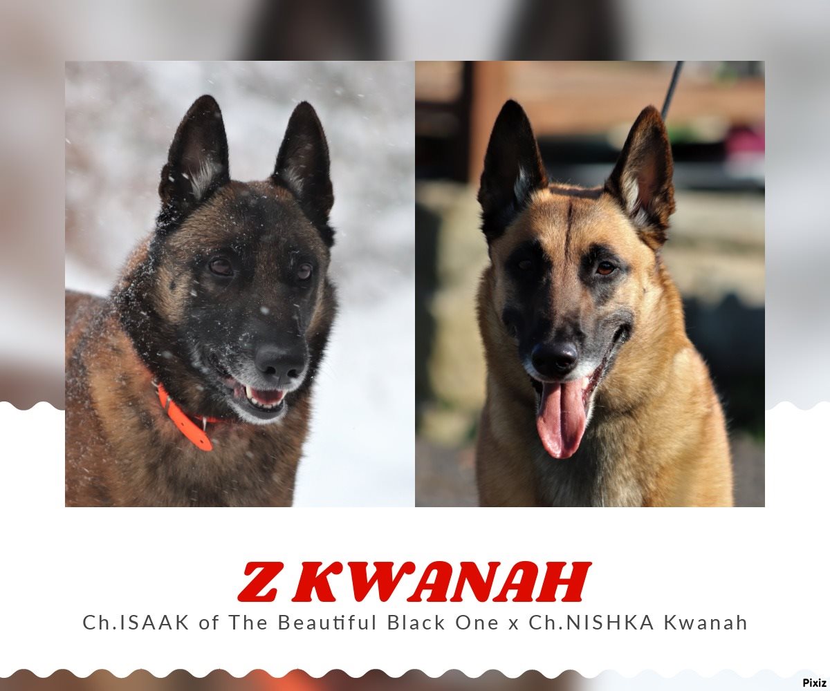 Z Vrh - Kwanah - Malinois