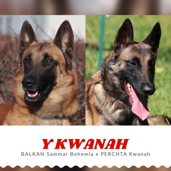 Y Vrh - Kwanah - Malinois