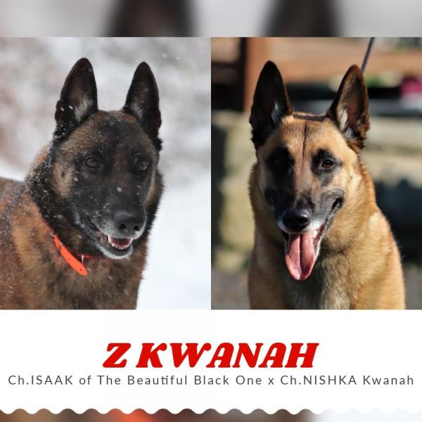 Z Vrh - Kwanah - Malinois